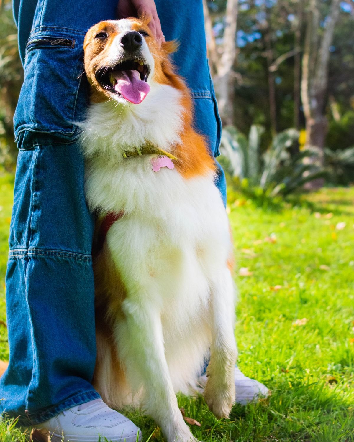 A happy, healthy dog outdoors with its owner